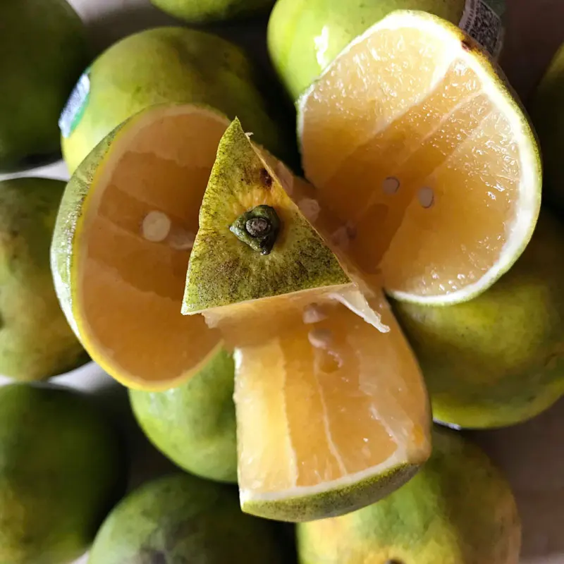 Fresh Orange Farm With The Succulent Sweet Quality