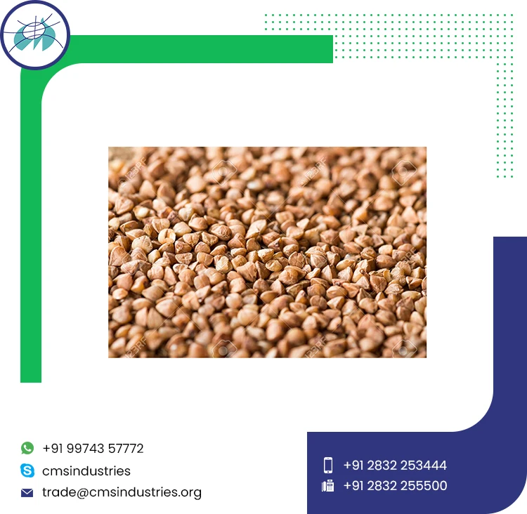 Индийские низкие цены, Семена Гречихи