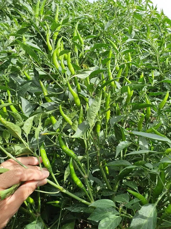 2021 Натуральный Свежий красный чили, новый урожай, горячий пряный покупатель/лучшее качество, оптовая цена, бесплатный налог, много пряных уровней, низкий налог из Вьетнама