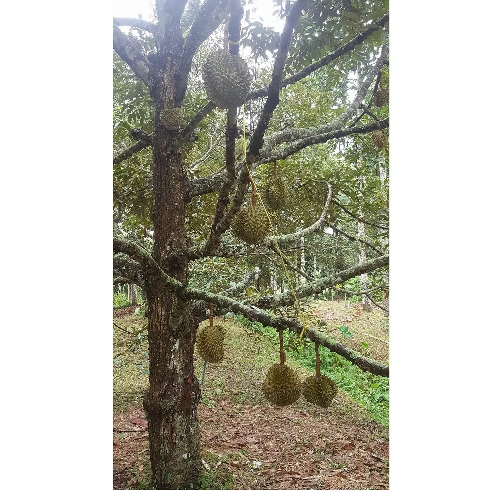 
Wholesale Organic MonThong Fresh Durian With Weight 2 - 4 kgs and Size 20 - 30 cm From Thailand 