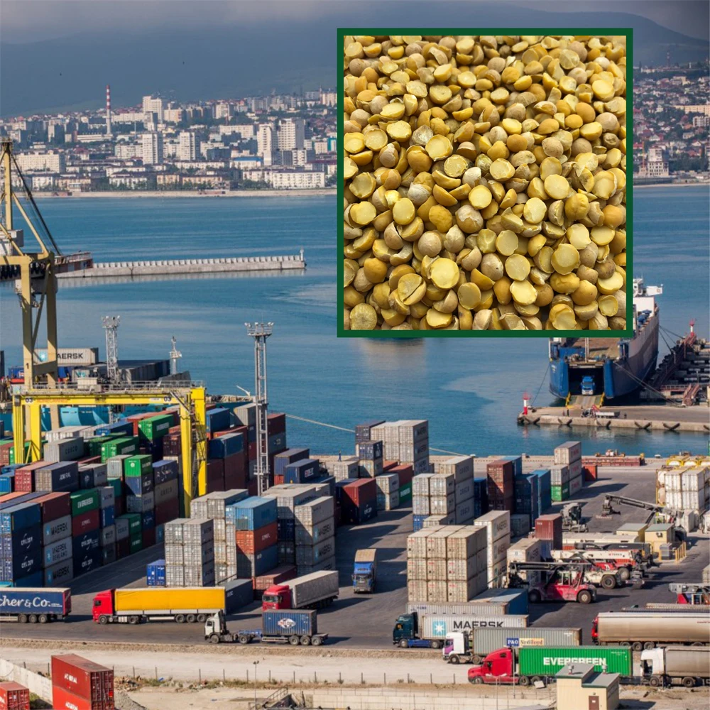 Quality split chickpeas  25/35 kg bags or in bulk, product of Russia