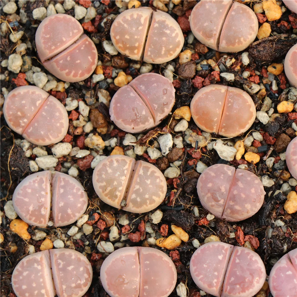 Китайская фабрика, розовые литопсы, суккуленты для комнатных растений