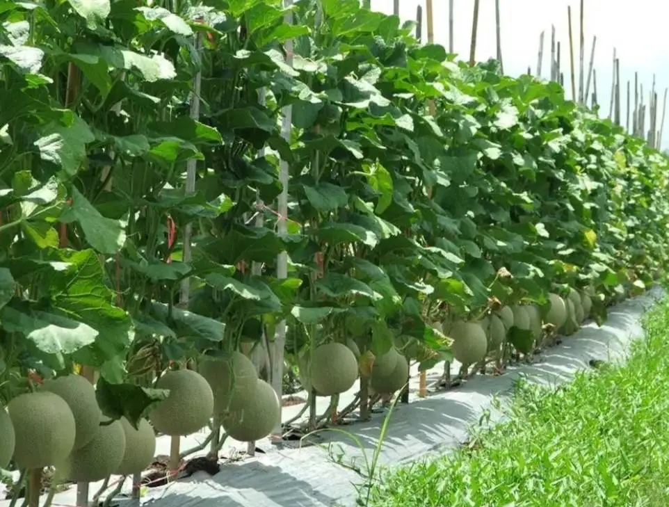 Свежий CANTALOUP Таиланд