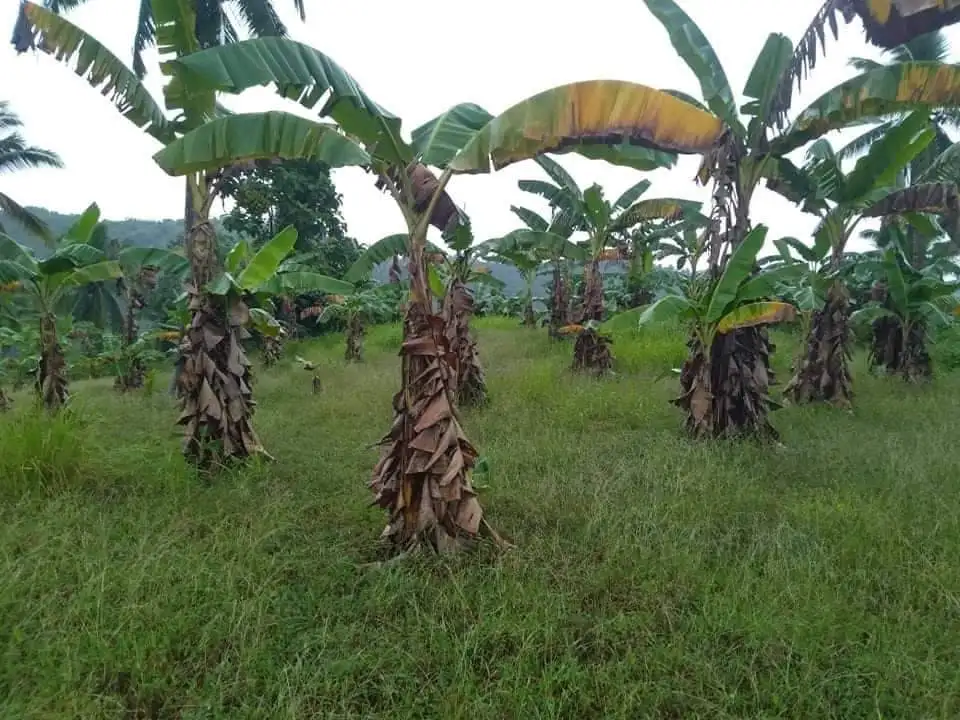 Сельскохозяйственная мини-ферма, инвестиции в миндоро, Филиппины