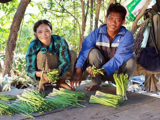 Выращивание спаржи/посадка корней спаржи-поставщик для большого объема зеленой спаржи из Вьетнама 2021