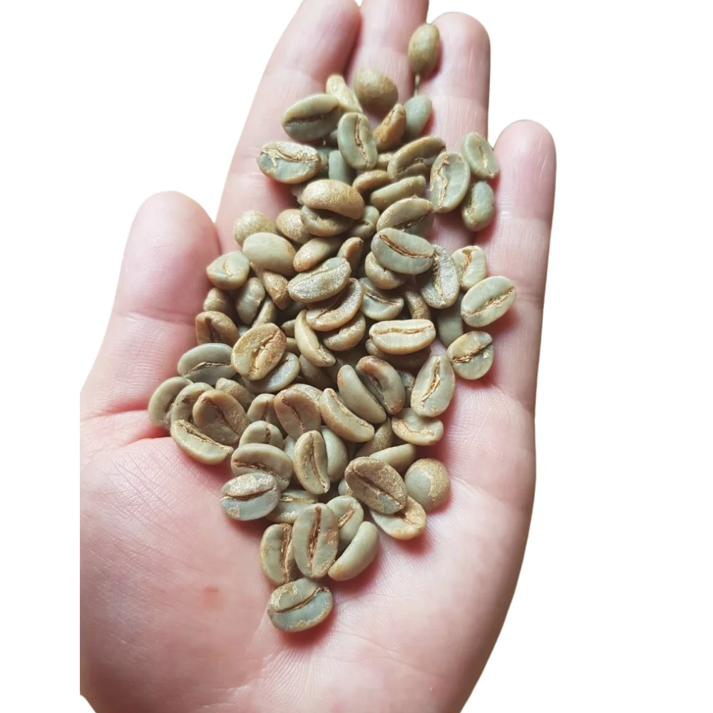 
Best Robusta Green Raw Coffee Beans With Shelf Life 26 Months In Plastic Packaging From Vietnam 