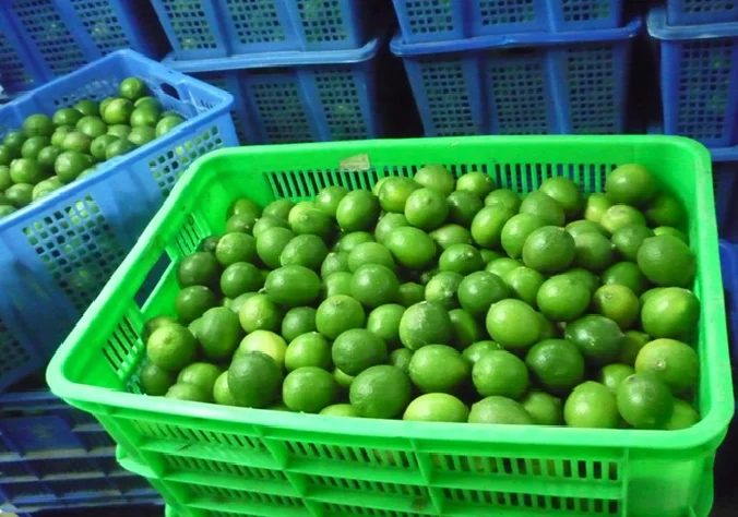 
FRESH SEEDLESS GREEN LEMON WITH CHEAP PRICE, WHATSAPP: +84937902846 