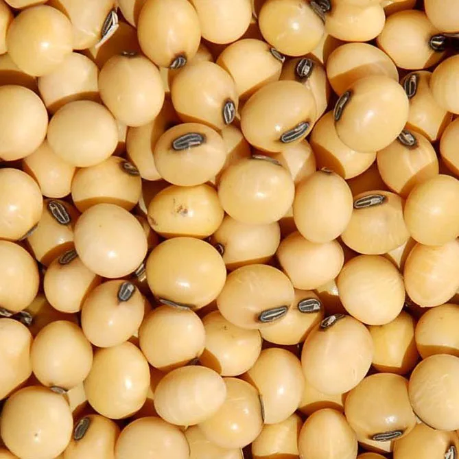 High protein yellow soybean soya beans / soy bean for sale