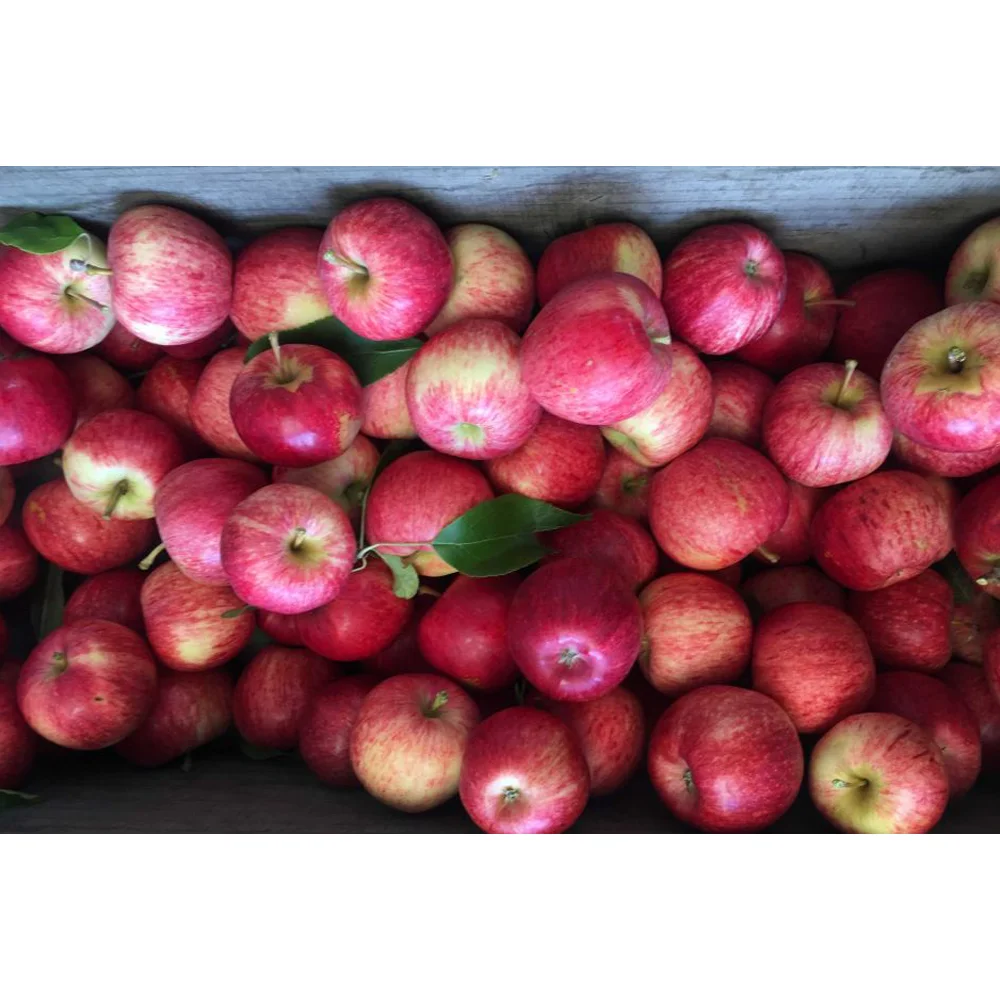 
Fine textured crisp and juicy New Zealand Royal Gala Apples 