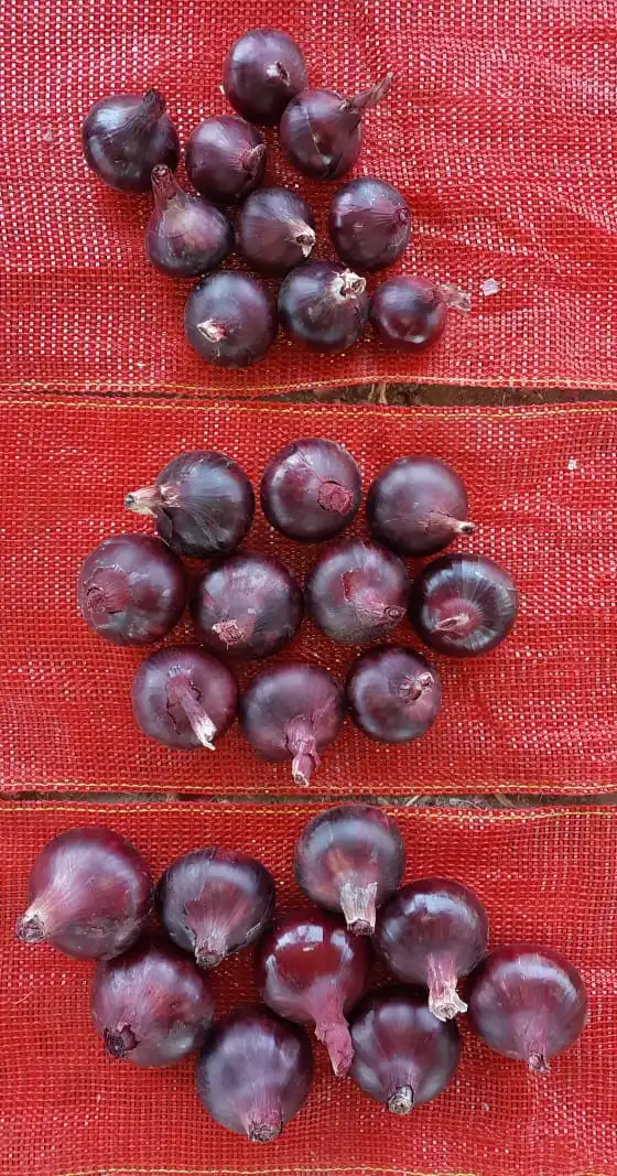 Fresh yellow Onion/Onions Exporter in Egypt -Hot Sale with High Quality and Low Price