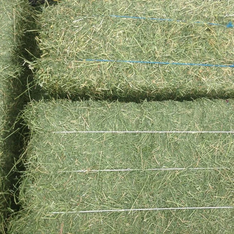 
Alfalfa Hay 