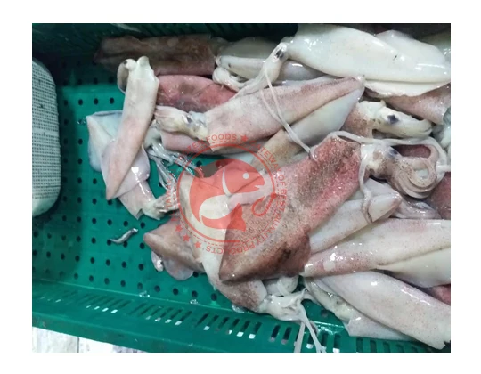 Whole Frozen Loligo Squid in Bulk Pakistani Origin Frozen Loligo Squid High Quality Whole Loligo Squid