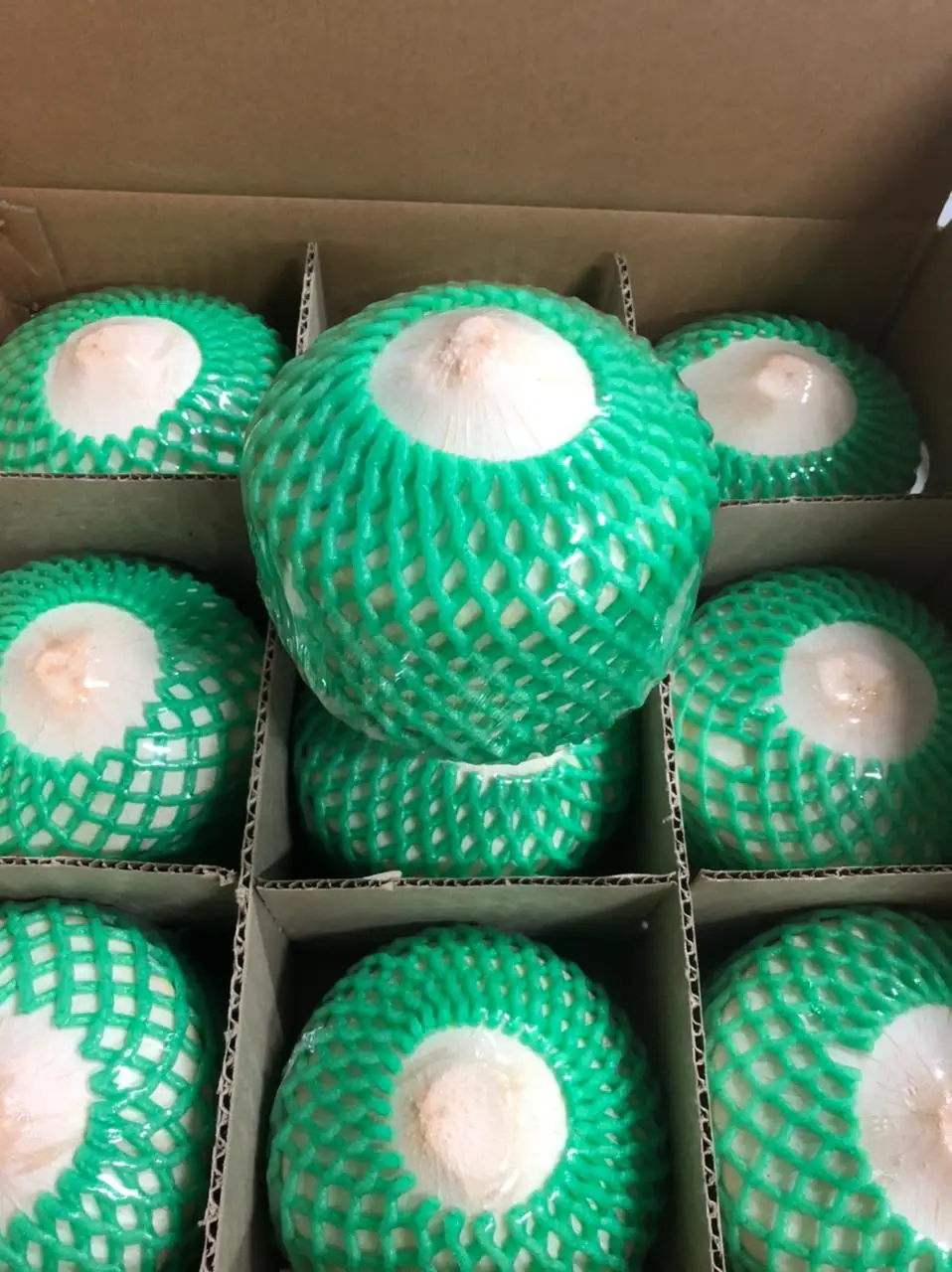 
DIAMOND COCONUT MADE IN VIETNAM +84916611103 whatsapp 