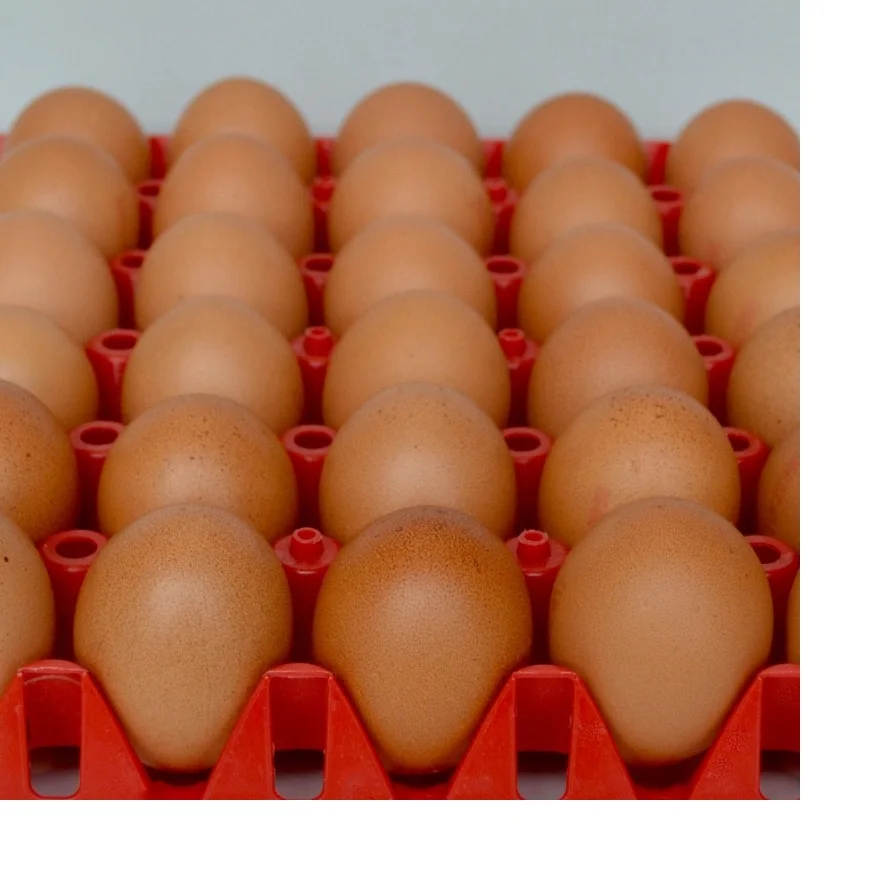 Fresh Brown White Table Eggs / Fresh Chicken Eggs, Sell At Best Rate
