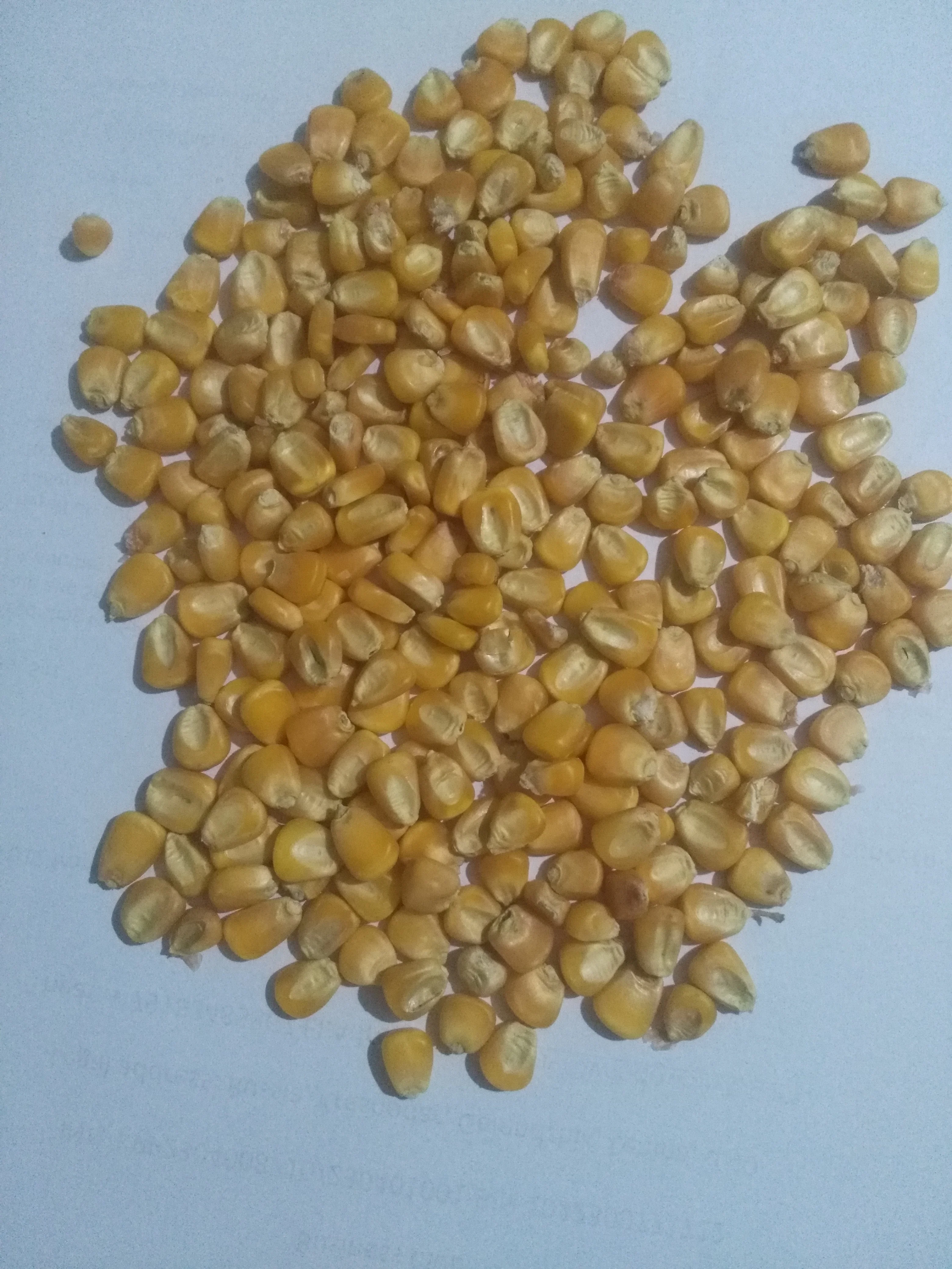 Non Gmo Poultry Feed Yellow Maize / Corn