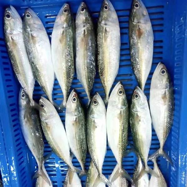 New Season Supply All Sizes china  Best Quality Frozen Round Scad