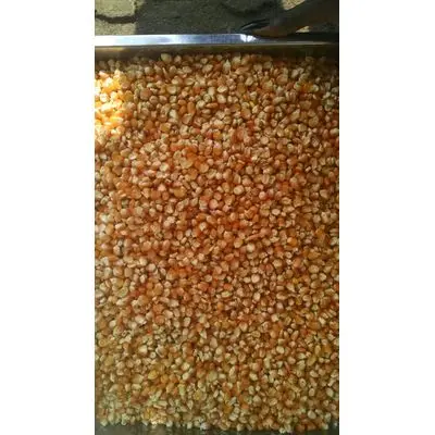 Bulk Yellow Corn Grain