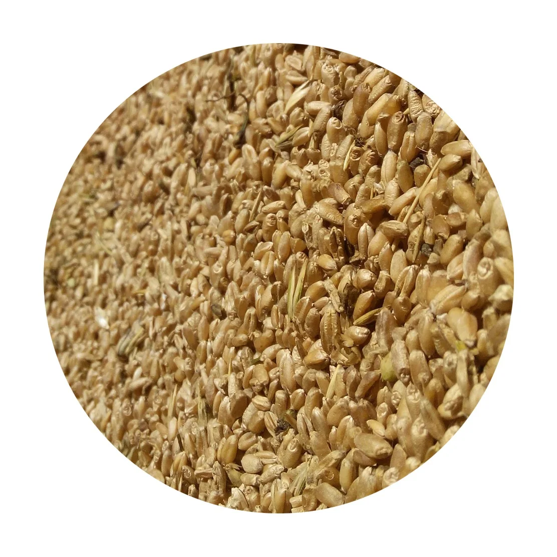 Натуральный Необработанный зеленый просо Желтый Просо для потребления людей и кормления животных