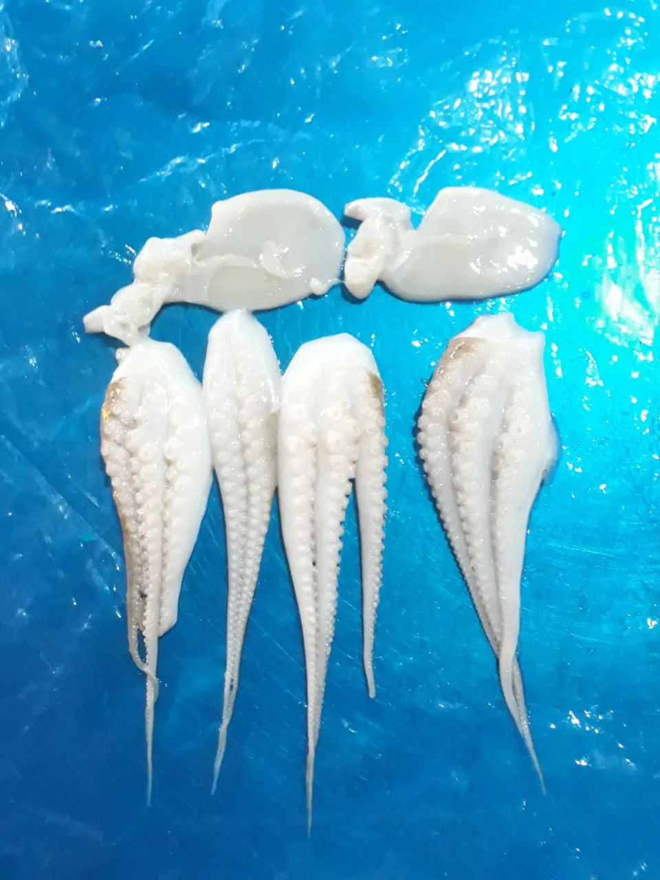 Замороженный Осьминог для продажи