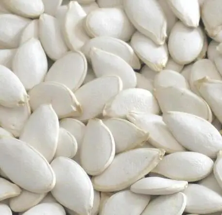 Food Grade Shine Skin Pumpkin Seeds Kernel