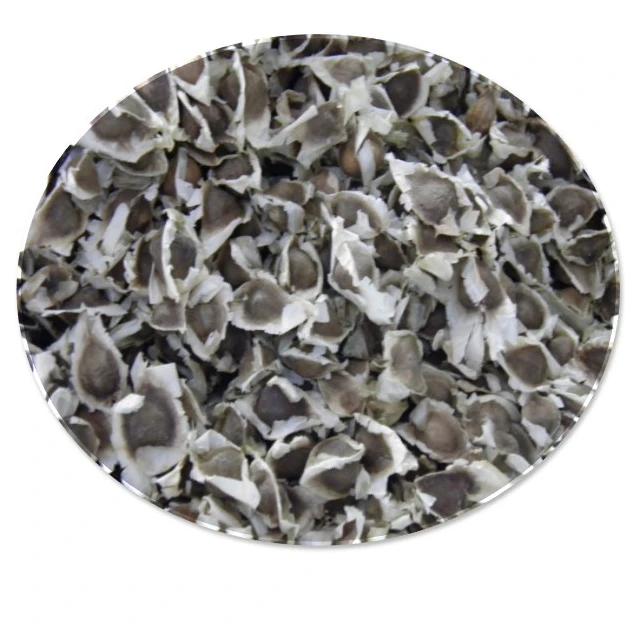 
Moringa Oleifera Seeds / Moringa Seeds Best Price 