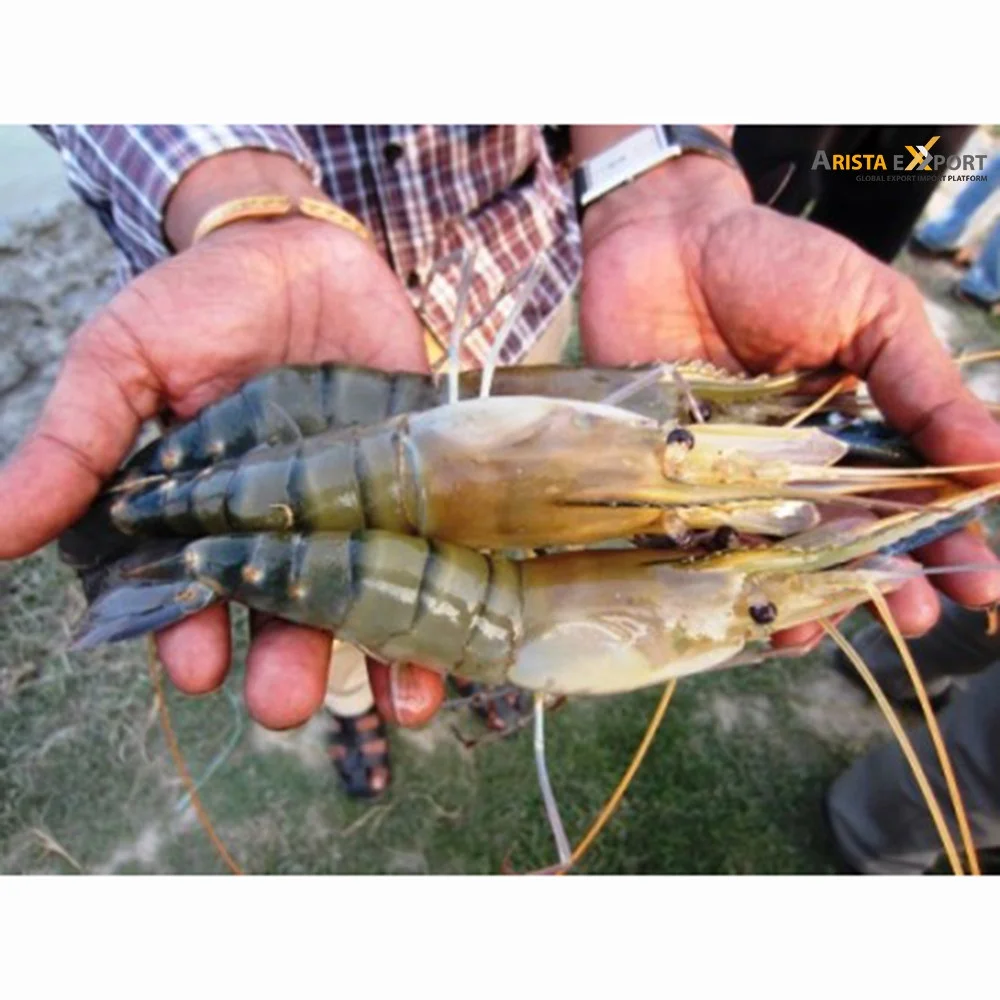  Head-on Shell-on HOSO Semi IQF Raw Frozen Seafood Black Tiger