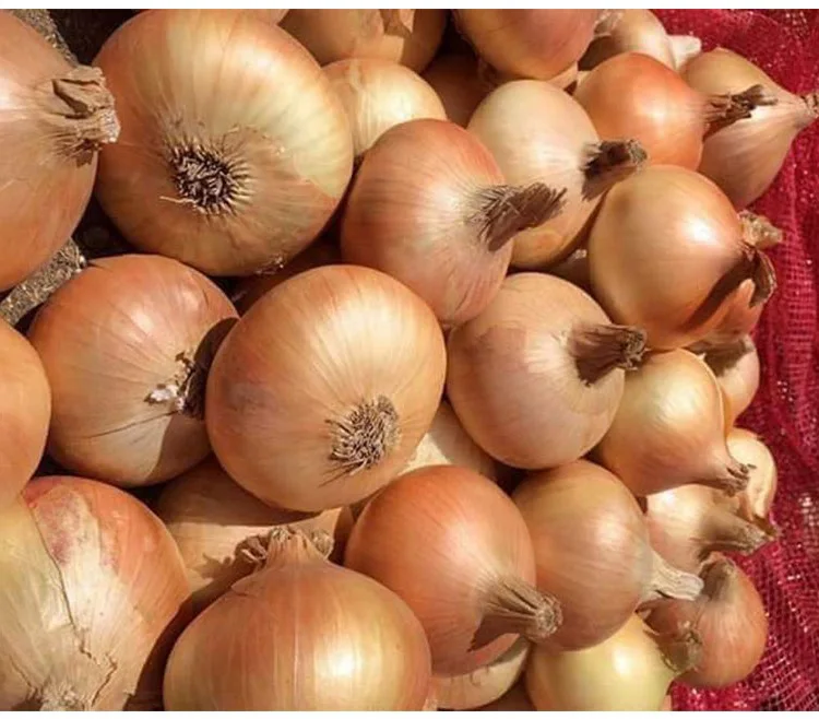 2020 Fresh Agricultural Products Red Onions, 25kg Bags/ Available