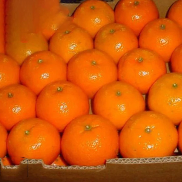 Fresh Valencia orange  from Pakistan