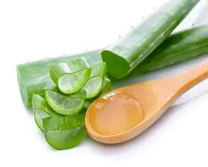 GOOD PRICE ALOE VERA LEAVES FOR DRINKS/ ALOE VERA LEAVES FOR PRODUCING GEL
