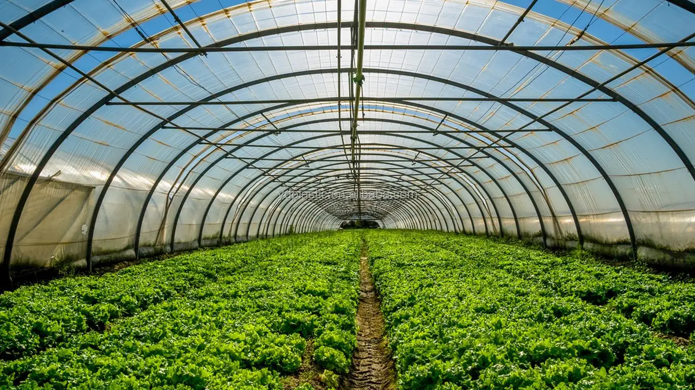 PE Sun Proof Anti-Fog Anti-UV Greenhouse Film