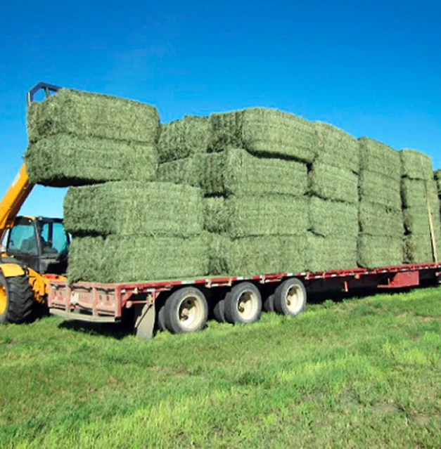 Оптовая продажа недорогой корм для крупного рогатого скота Альфальфа есть кормления