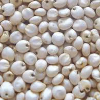 
White Sorghum For Sale 