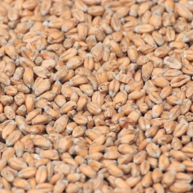 
Soft and Hard Wheat Grains / Premium Quality Soft Milling Wheat 