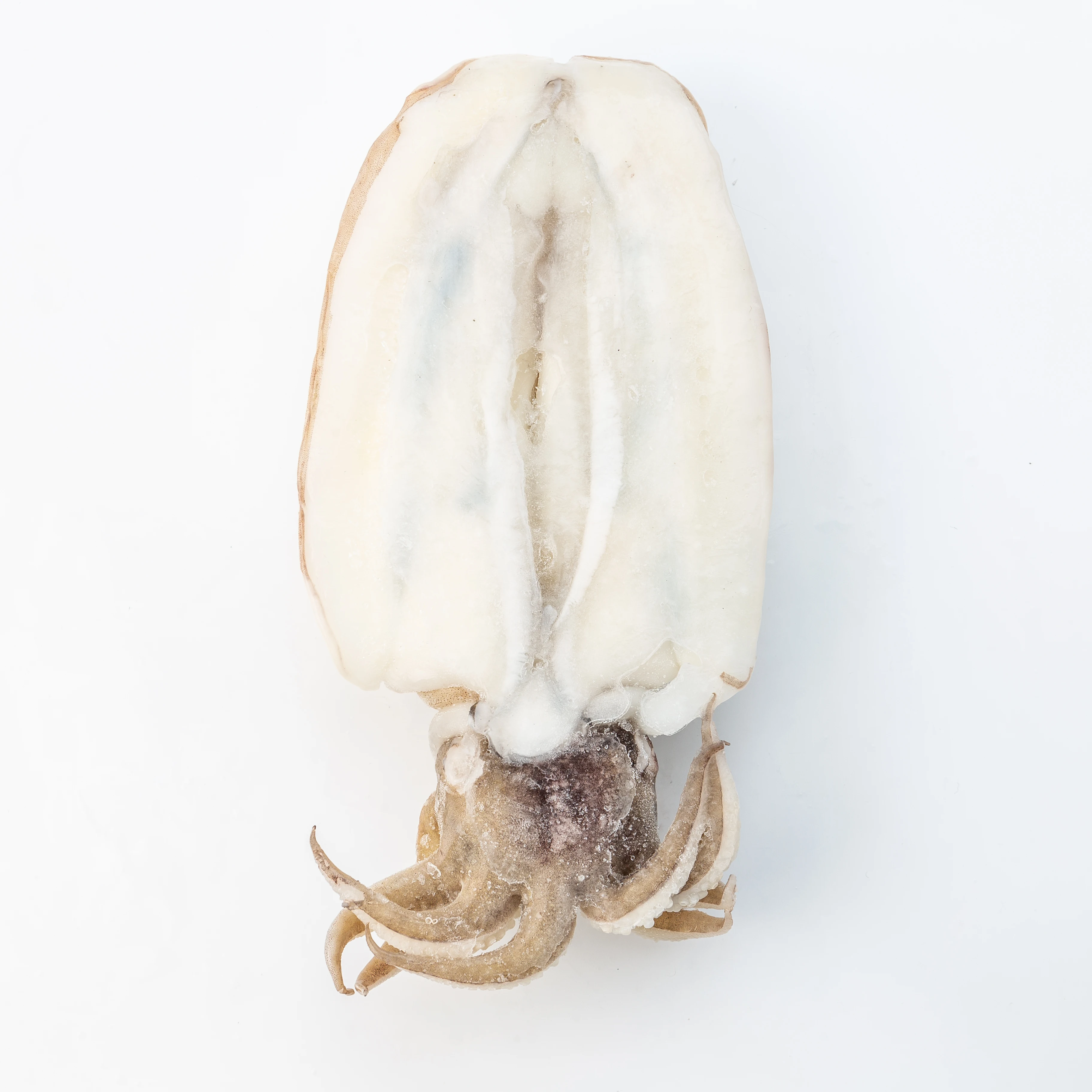 Frozen Whole Cleaned CUTTLEFISH IQF