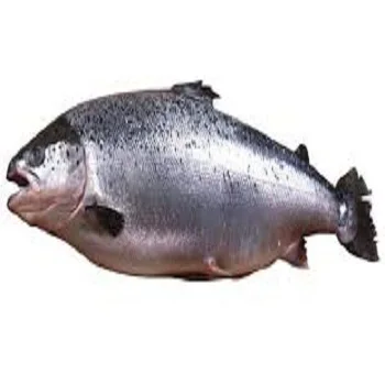 Cheap Price Fresh/ Frozen Salmon Fish Top Quality