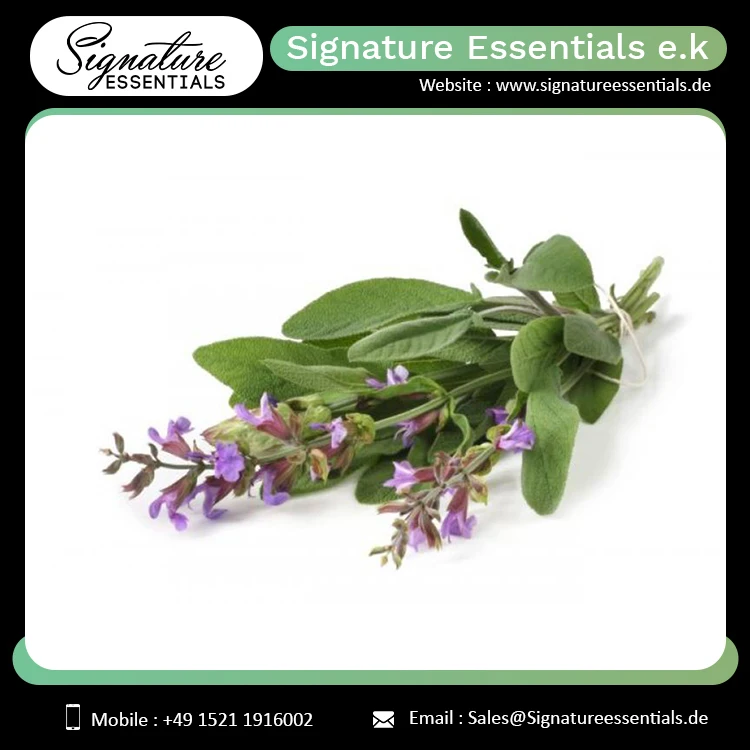 Premium Quality Manufacturer of Organic Skin Care Body Relaxing Hair Growth Clary Sage Essential Oil Russia