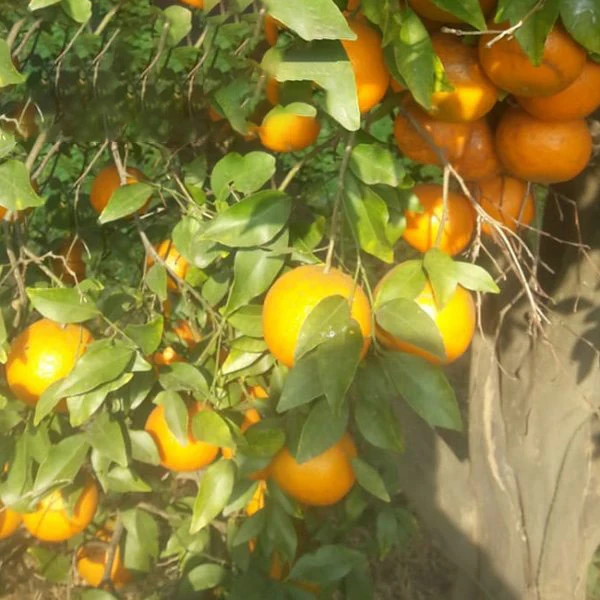 2022 Pakistani fresh mandarin Kinnow orange