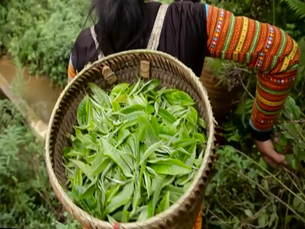 High QUality LOTUS FLAVOURED TEA