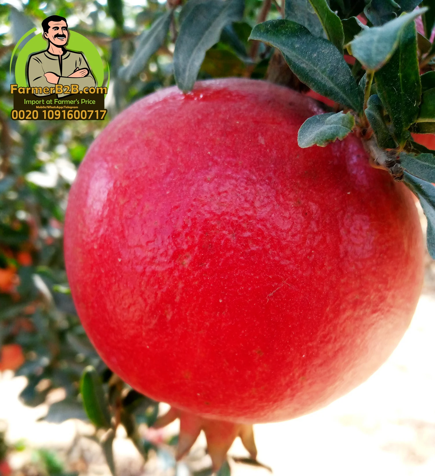 Свежие гранатовые фрукты премиум-класса, wonderful-116 (Непревзойденная цена)