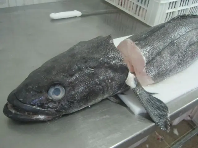  Свежий морской окунь Замороженный