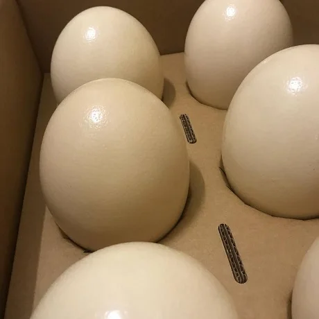 OSTRICH EGGS