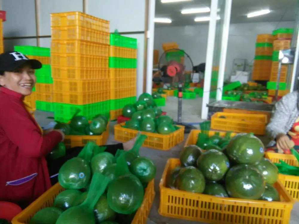 Good quality best price Vietnamese pomelo grapefruit 2021