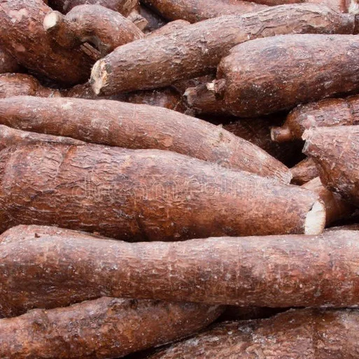 NEW CROP TAPIOCA FRESH CASSAVA