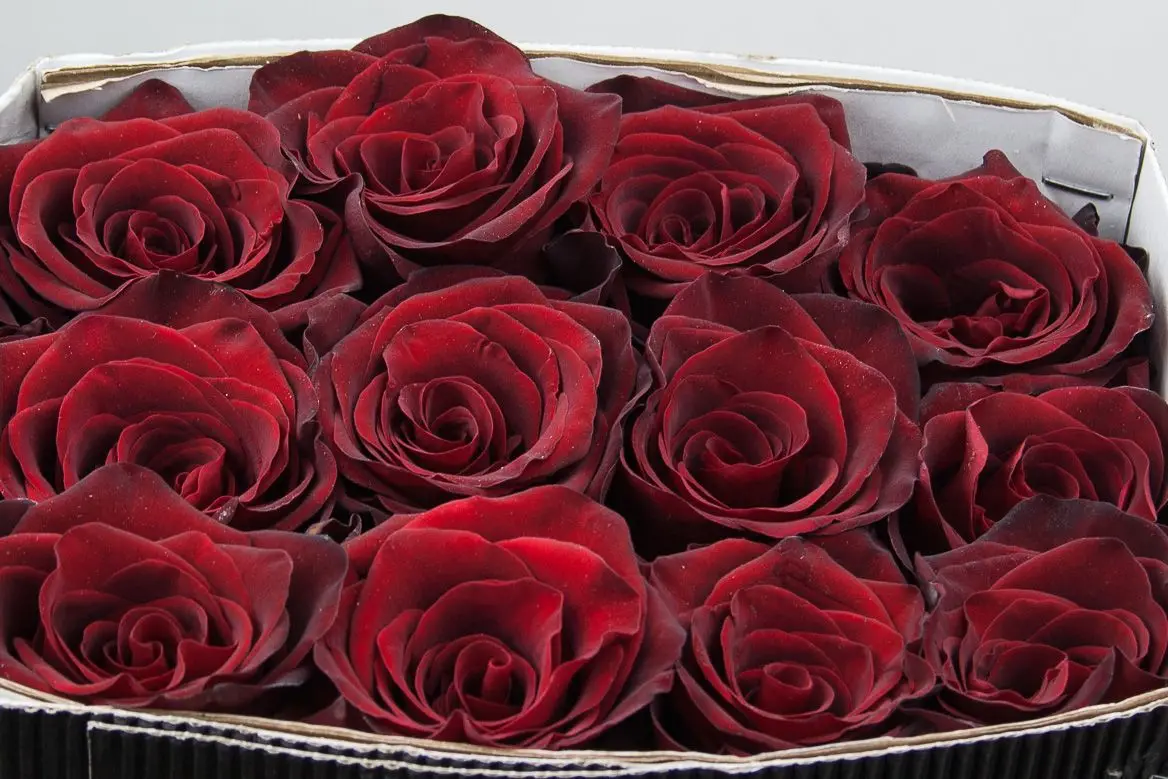 Premium quality Real  fresh cut flowers  red roses variety Explorer  90 cm natural not artificial decorative flowers