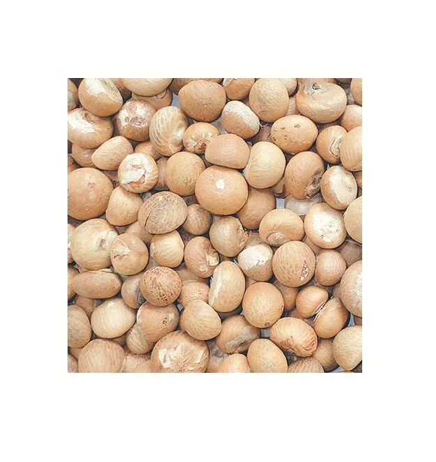 Оптовая цена лучшее качество орехи Betel оптом и в полном