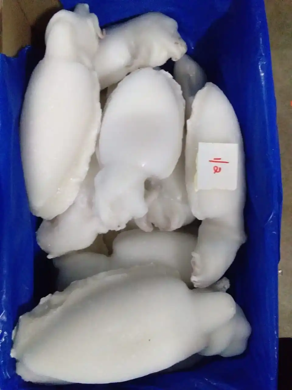  TOP QUALITY FROZEN CUTTLEFISH WHOLE CLEANED IQF FROM