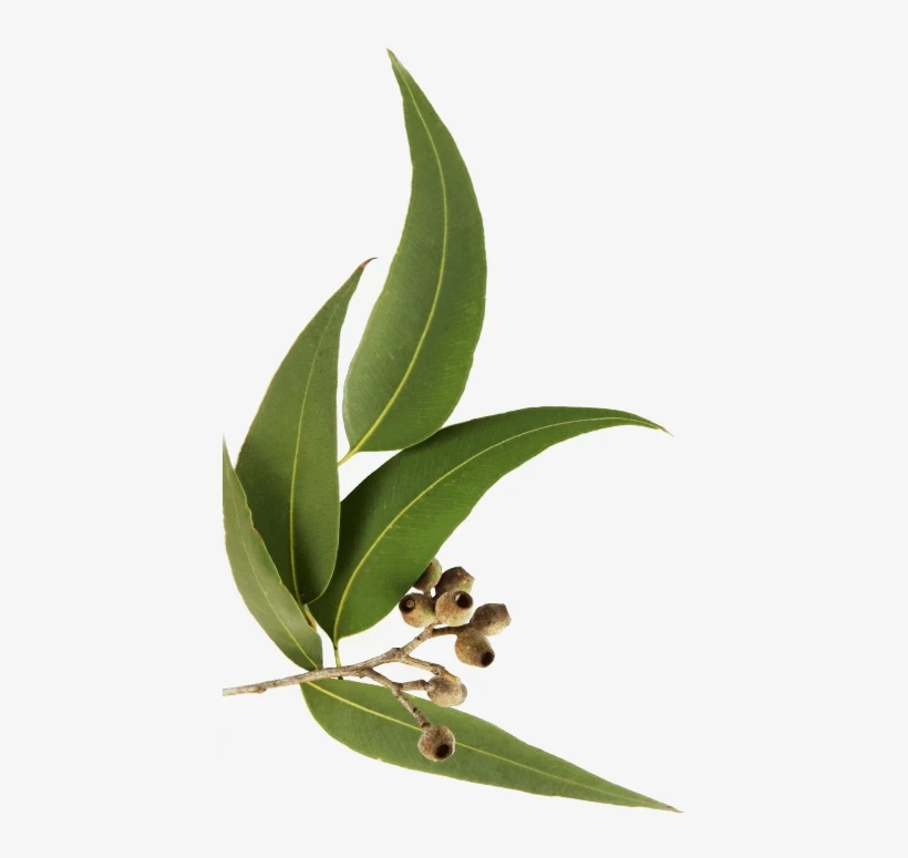 Get Organic Eucalyptus Hydrosol From AARNAV GLOBAL EXPORTS