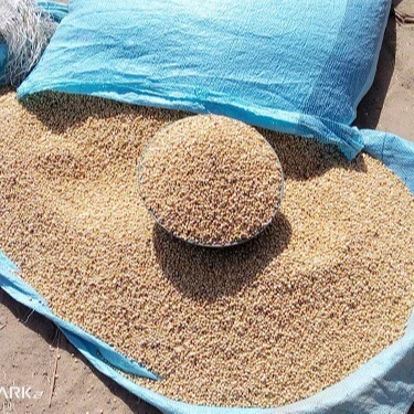 Семена Кунжута/африканское происхождение/лучшее качество