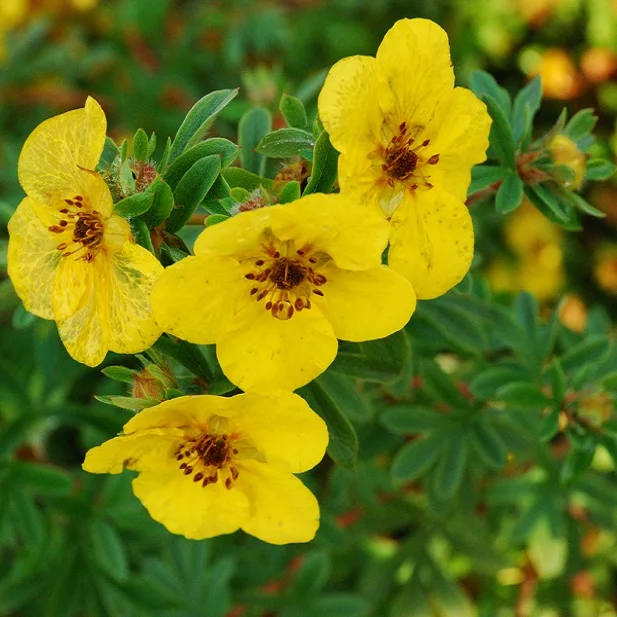 High quality kuril tea