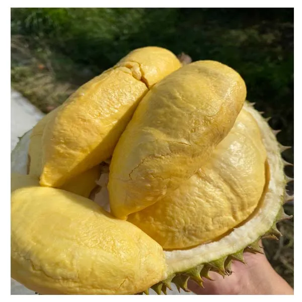 BQF and IQF frozen durian Vietnam for wholesales